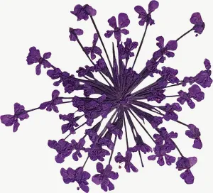 Pressed purple allium flower PNG with transparent background, real photo cutout