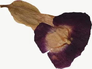 Pressed purple columbine flower, wide PNG with transparent background, real photo cutout