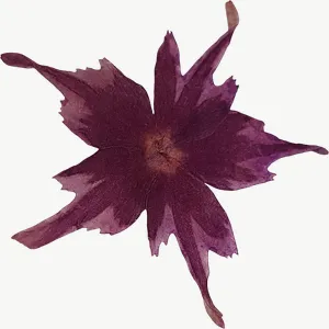 Pressed purple columbine flower, round PNG with transparent background, real photo cutout