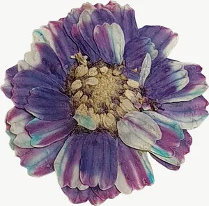 Pressed purple daisy flower PNG with transparent background, real photo cutout