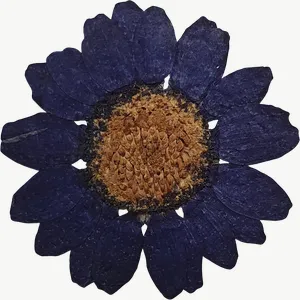 Pressed purple larkspur flower, deep tone PNG with transparent background, real photo cutout