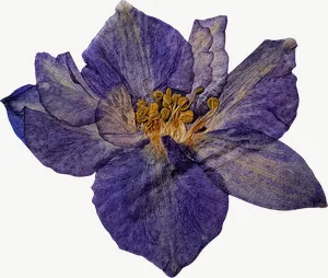 Pressed purple larkspur flower, close-up PNG with transparent background, real photo cutout