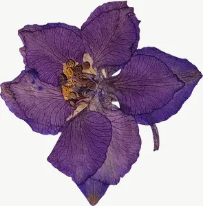 Pressed purple larkspur flower, loosely framed PNG with transparent background, real photo cutout