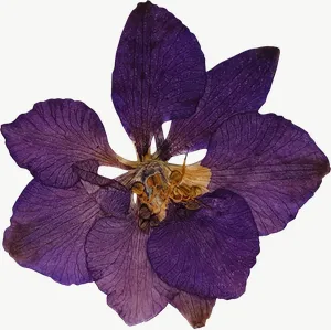Pressed purple larkspur flower, vivid PNG with transparent background, real photo cutout
