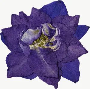 Pressed purple larkspur flower, tall PNG with transparent background, real photo cutout