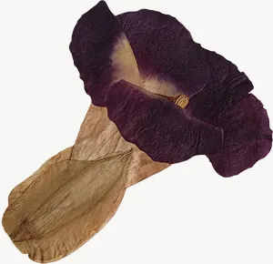 Pressed purple mushroom flower PNG with transparent background, real photo cutout
