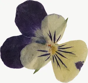 Pressed purple pansy flower, close-up PNG with transparent background, real photo cutout