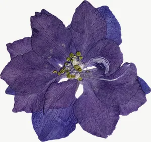 Pressed purple pansy flower, loosely framed PNG with transparent background, real photo cutout