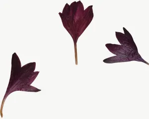Pressed purple petal scatter flower PNG with transparent background, real photo cutout
