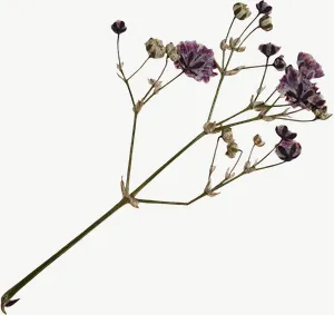Pressed purple spray flower, round PNG with transparent background, real photo cutout
