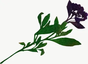 Pressed purple spray flower, wide PNG with transparent background, real photo cutout