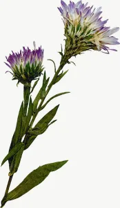 Pressed purple spray flower, tall PNG with transparent background, real photo cutout