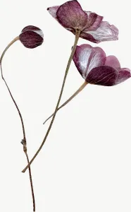 Pressed purple spray flower, tall, loosely framed PNG with transparent background, real photo cutout