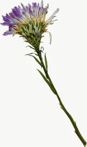 Pressed purple spray flower, tall, loosely framed, left-facing PNG with transparent background, real photo cutout