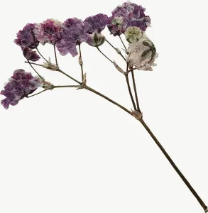 Pressed purple spray flower, round, loosely framed, high bloom PNG with transparent background, real photo cutout