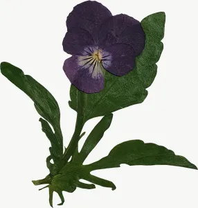 Pressed purple violet flower PNG with transparent background, real photo cutout
