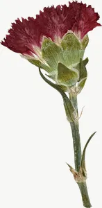 Pressed red carnation flower, right-facing PNG with transparent background, real photo cutout