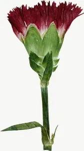 Pressed red carnation flower, with stem PNG with transparent background, real photo cutout