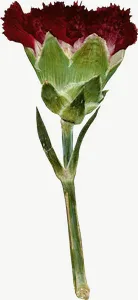 Pressed red carnation flower, vivid PNG with transparent background, real photo cutout