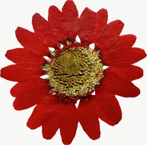 Pressed red daisy flower, round PNG with transparent background, real photo cutout