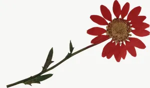 Pressed red daisy flower, wide PNG with transparent background, real photo cutout