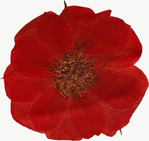 Pressed red poppy flower PNG with transparent background, real photo cutout