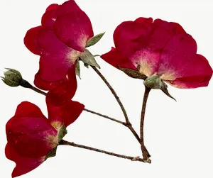 Pressed red rose cluster flower PNG with transparent background, real photo cutout