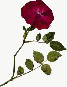 Pressed red rose flower, round PNG with transparent background, real photo cutout
