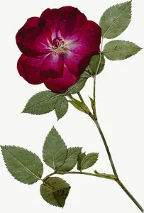 Pressed red rose flower, tall PNG with transparent background, real photo cutout