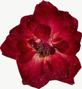 Pressed red rose flower, round, close-up PNG with transparent background, real photo cutout
