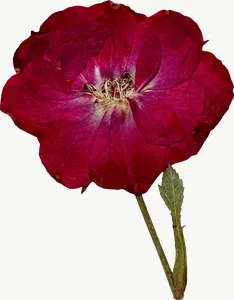 Pressed red rose flower, round, high bloom PNG with transparent background, real photo cutout