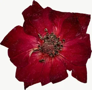 Pressed red rose flower, close-up PNG with transparent background, real photo cutout