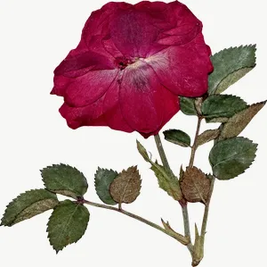 Pressed red rose flower, loosely framed PNG with transparent background, real photo cutout