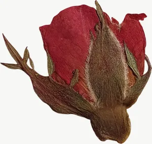 Pressed red rosebud flower, close-up PNG with transparent background, real photo cutout
