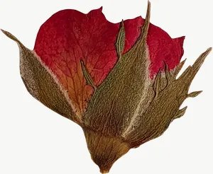 Pressed red rosebud flower, loosely framed PNG with transparent background, real photo cutout