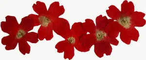 Pressed red spray flower, wide PNG with transparent background, real photo cutout