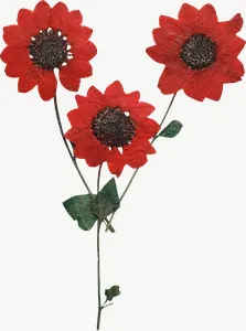 Pressed red spray flower, tall PNG with transparent background, real photo cutout