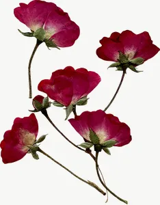 Pressed red spray flower, round PNG with transparent background, real photo cutout