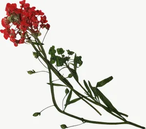 Pressed red spray flower, round, loosely framed PNG with transparent background, real photo cutout