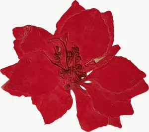 Pressed red verbena flower PNG with transparent background, real photo cutout