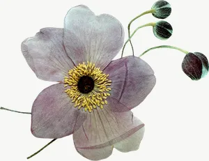 Pressed white anemone flower, wide PNG with transparent background, real photo cutout