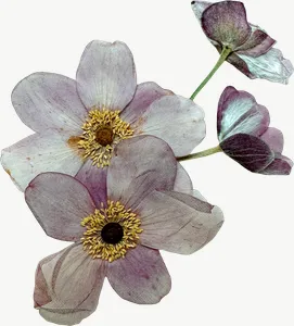 Pressed white anemone flower, round PNG with transparent background, real photo cutout