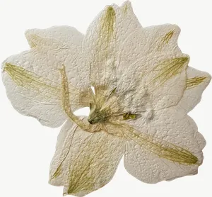 Pressed white blossom flower PNG with transparent background, real photo cutout
