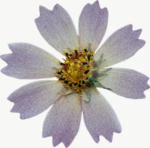 Pressed white cosmos flower, close-up PNG with transparent background, real photo cutout