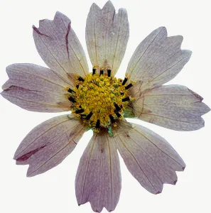 Pressed white cosmos flower, loosely framed PNG with transparent background, real photo cutout