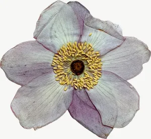 Pressed white cosmos flower, tall PNG with transparent background, real photo cutout