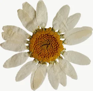 Pressed white daisy flower, close-up PNG with transparent background, real photo cutout