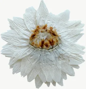 Pressed white daisy flower, pale PNG with transparent background, real photo cutout