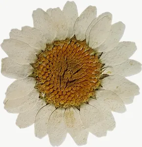 Pressed white daisy flower, loosely framed PNG with transparent background, real photo cutout