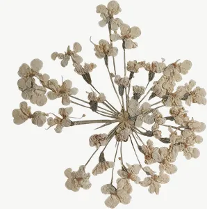 Pressed white queen anne lace flower, close-up PNG with transparent background, real photo cutout